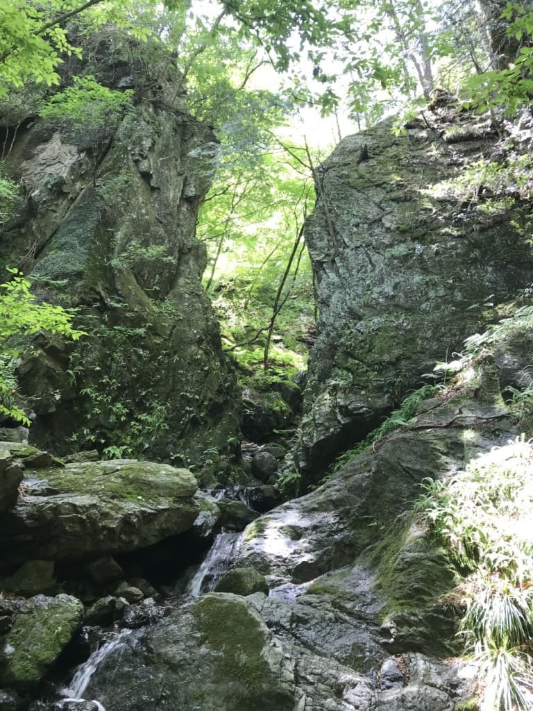 春の棒ノ折山でゆるゆるお花見ハイキング🌸参考画像:0
