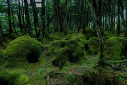 7/3(土)北八ヶ岳の苔の森に行きませんか？
