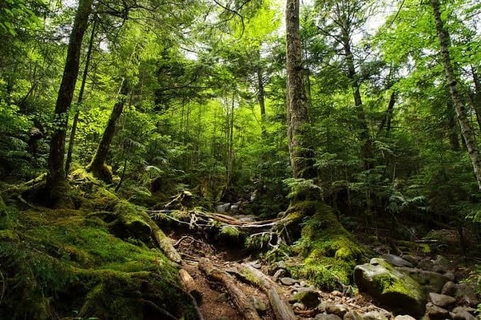 北八ヶ岳苔の森(麦草峠〜白駒池〜ニュウ)参考画像:0