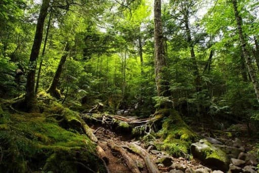 北八ヶ岳苔の森(麦草峠〜白駒池〜ニュウ)