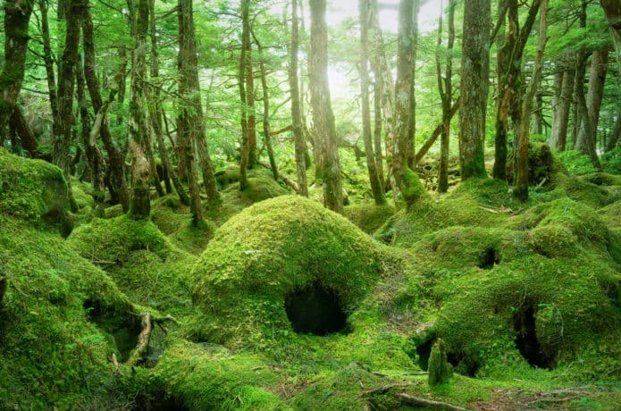 8/7(土)白駒池経由、中山・ニュウ・丸山を登山しませんか？参考画像:0