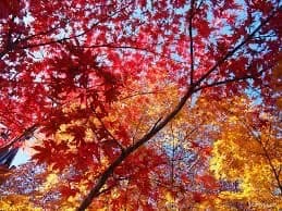 11/13三頭山🍁