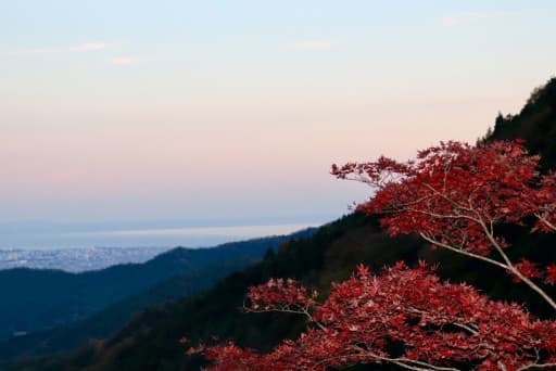 【あと1名】大山の紅葉ライトアップ最終日！