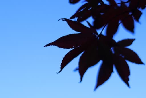 【あと1名】大山の紅葉ライトアップ最終日！参考画像:1