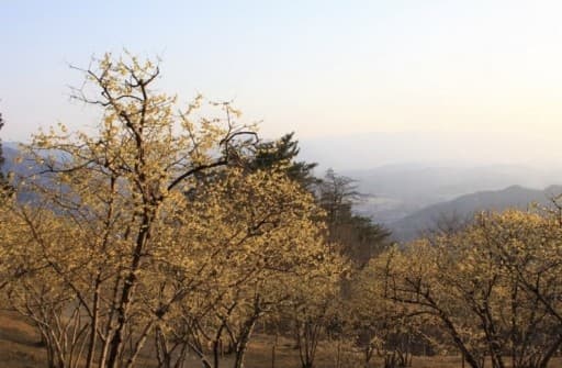 2/19 宝登山