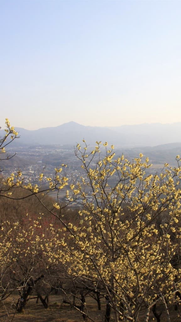 2/19 宝登山参考画像:1