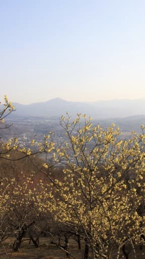 2/19 宝登山参考画像:1