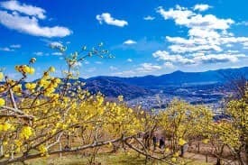 2/19宝登山蝋梅登山