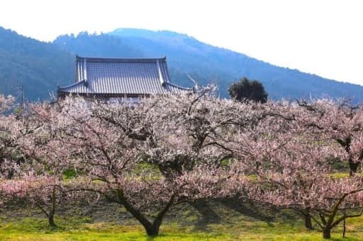 【初心者向け】3/6(日)大高取山に行きます！参考画像:1