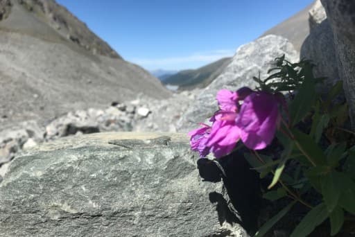 高山植物を見にいき隊