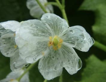 三国峠から平標山へ　花を見に参考画像:1