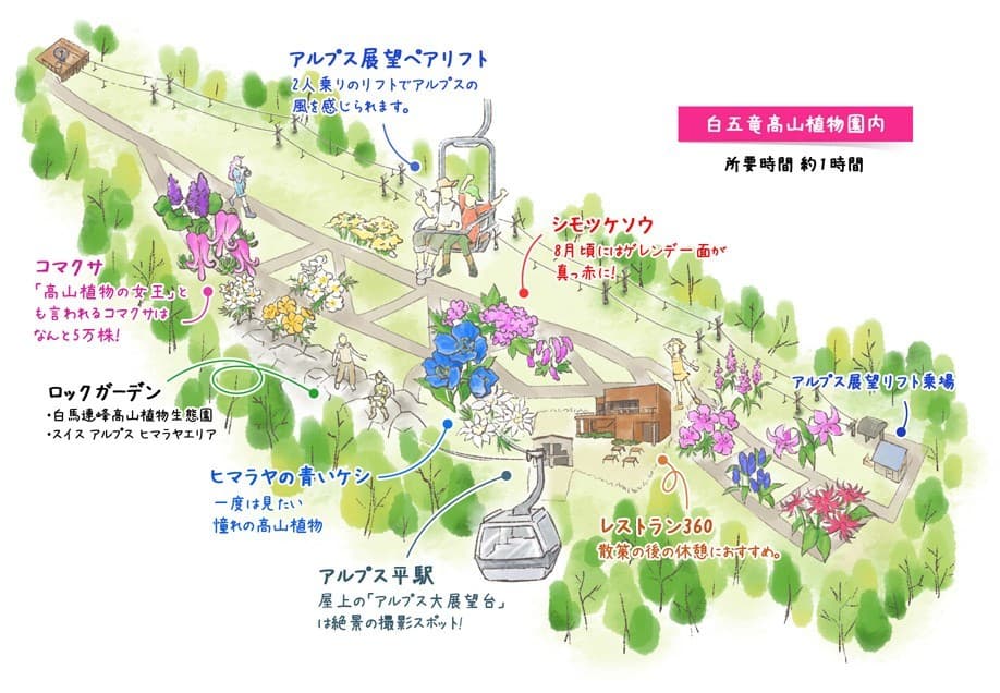 7/13(水)小遠見山(白馬五竜高山植物園)参考画像:1