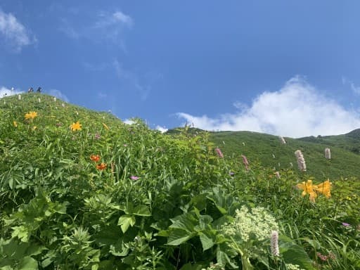 平日登山　7月28日北陸の白山に行きませんか