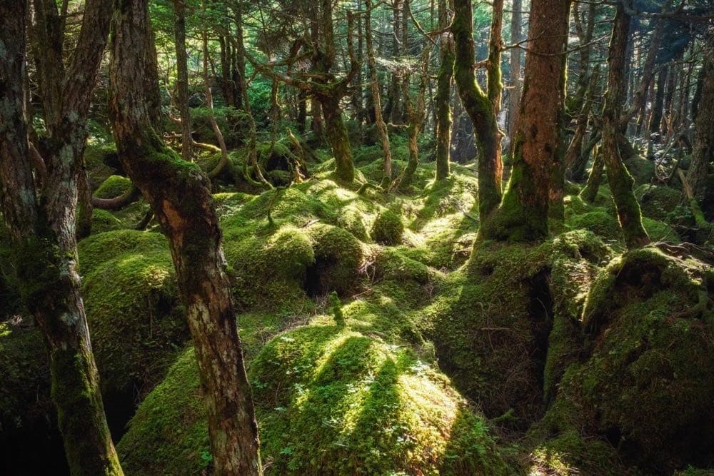【写真を撮るのが好きな方歓迎】9/10(土) 北八ヶ岳（白駒池〜にゅう〜中山）ゆっくり森歩き参考画像:1