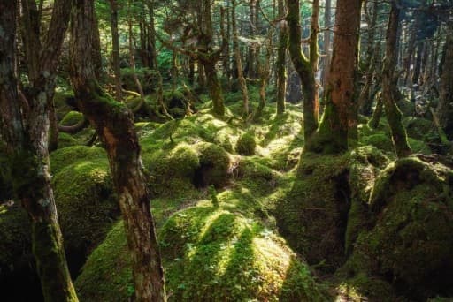【写真を撮るのが好きな方歓迎】9/10(土) 北八ヶ岳（白駒池〜にゅう〜中山）ゆっくり森歩き参考画像:1