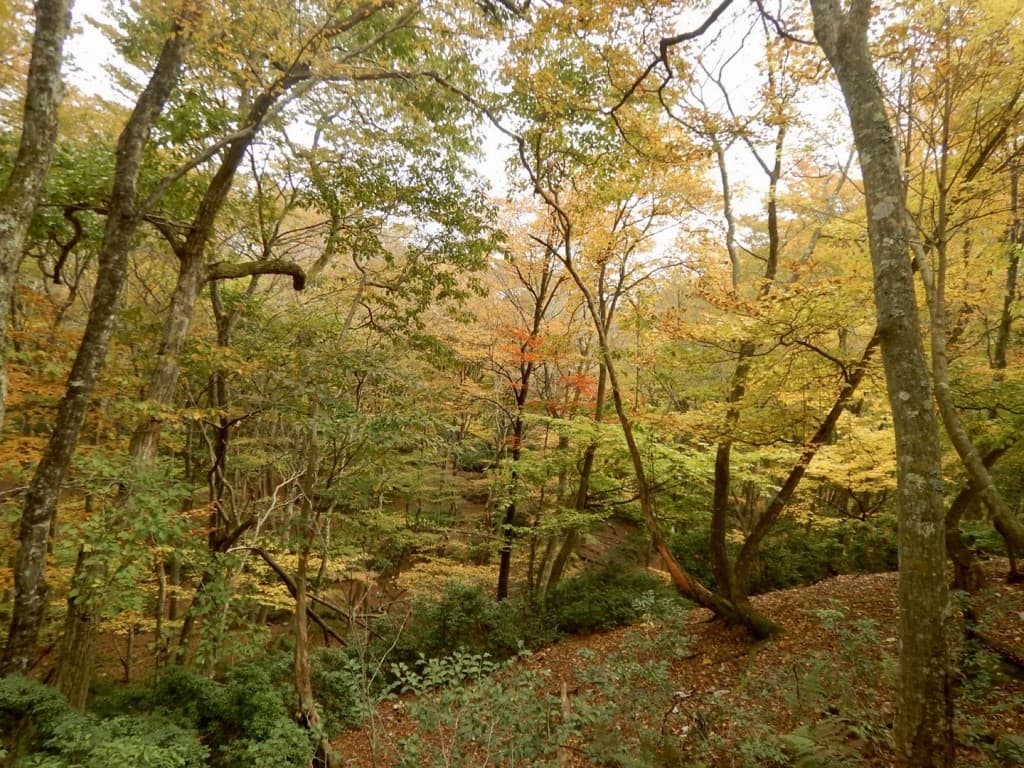 自然を感じながらの山登り参考画像:0