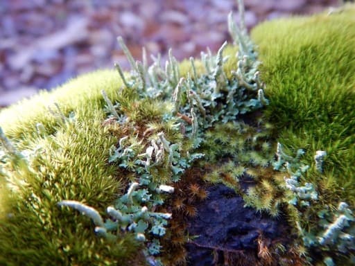 自然を感じながらの山登り参考画像:2