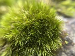 morisen