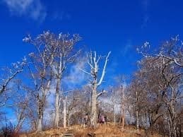 【ラスト1枠】丹沢山周辺(12月10日(土)日帰り)に行きませんか？参考画像:1