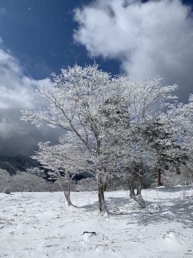 1月23日、樹氷名所明神平に行きませんか？