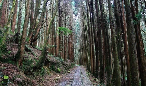 【台湾でハイキング】旧登山鉄道跡を歩くハイキングコース特富野古道に一緒に行ってくれる方探しています参考画像:0