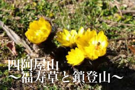 3/4（土）四阿屋山　 〜福寿草と鎖登山〜