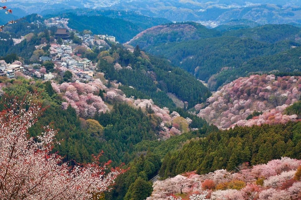 4/16(日)桜の吉野山(12.17km)[奈良県]参考画像:0