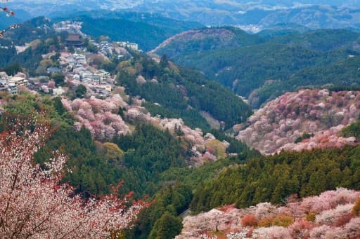 4/16(日)桜の吉野山(12.17km)[奈良県]