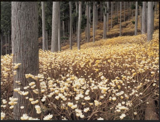 3/21(祝火)不動尻🌼ミツマタ参考画像:0