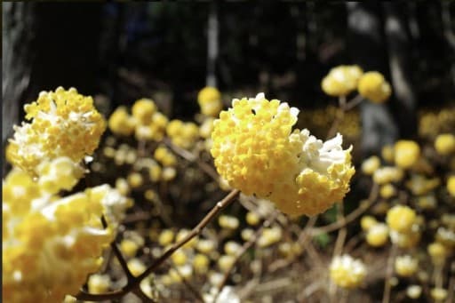 3/21(祝火)不動尻🌼ミツマタ参考画像:1