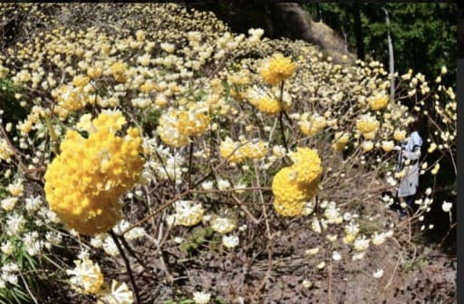 3/21(祝火)不動尻🌼ミツマタ参考画像:2