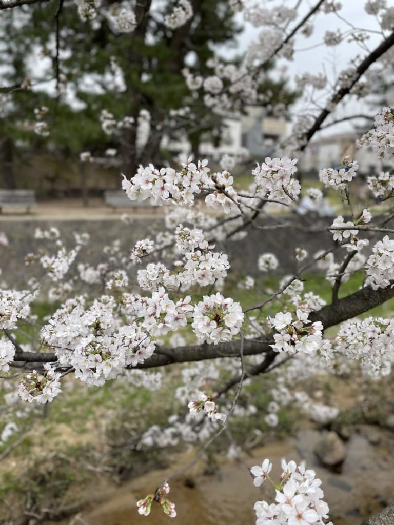 JR福知山線廃線跡 お花見山ごはん！参考画像:0