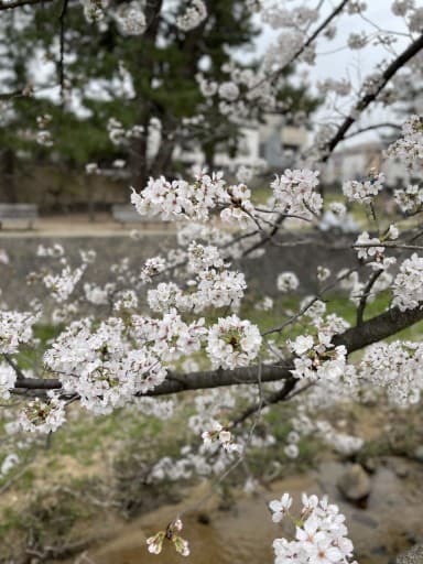 JR福知山線廃線跡 お花見山ごはん！