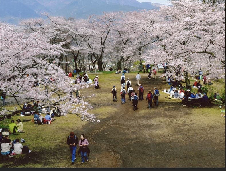 4/2(日)弘法山お花見ハイキング🌸参考画像:0