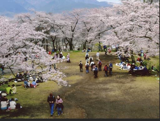 4/2(日)弘法山お花見ハイキング🌸