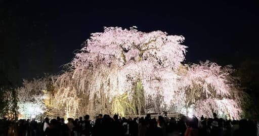 4月9日日曜日日本一の吉野山の桜を見に行きます。