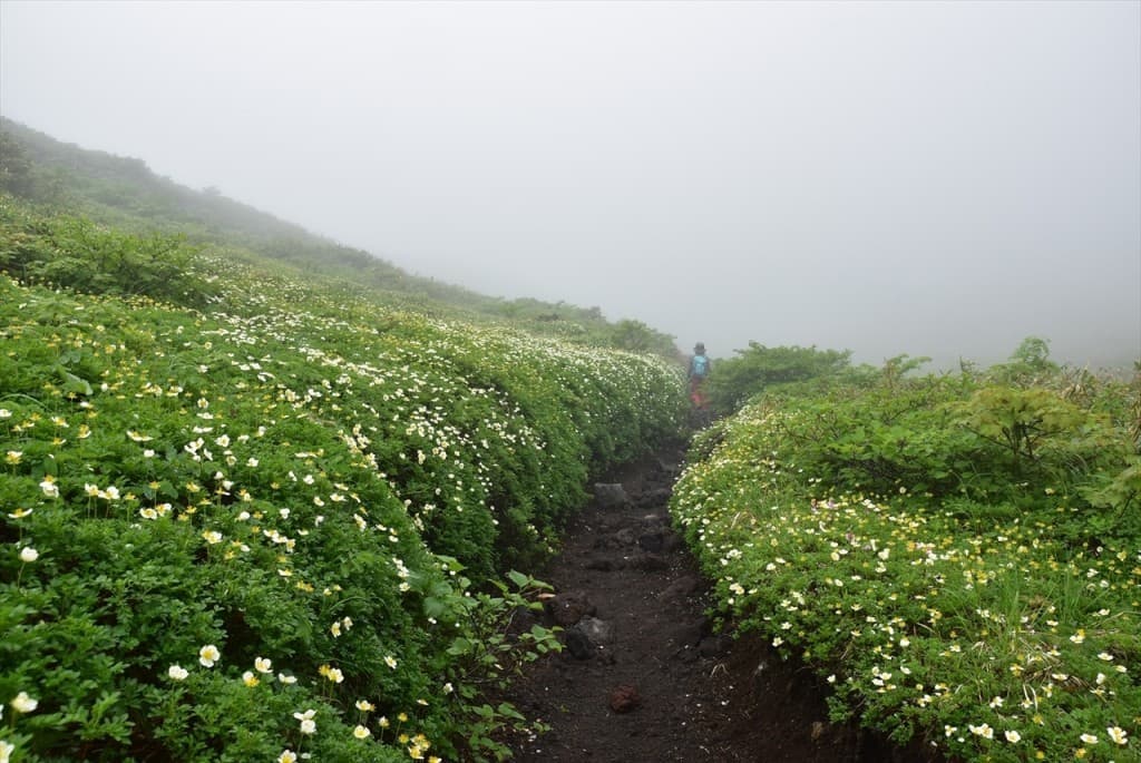 【6/20〆切】7/1-2（土日）ムーミン谷秋田駒ヶ岳・花の名山森吉山参考画像:0