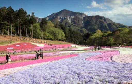 4/22 土　武甲山/羊山公園芝桜お花見