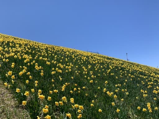 蓬莱山スイセン畑満喫参考画像:1