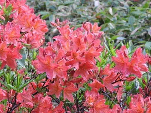 6/10-11　根子岳・四阿山（日本百名山）