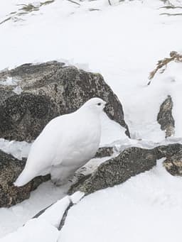 医療従事者限定お仲間募集！袖平山(1432m）