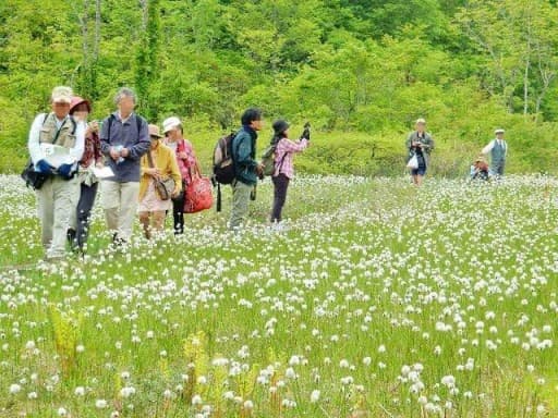 【天候不順につき中止】6/10,11 駒止湿原、田代山山開き