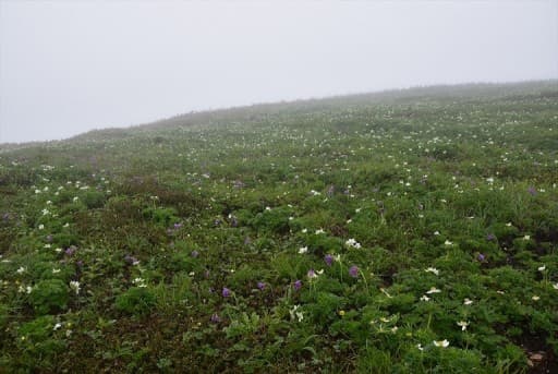 6/11（日）平標山～平標山の家　前泊日曜登山