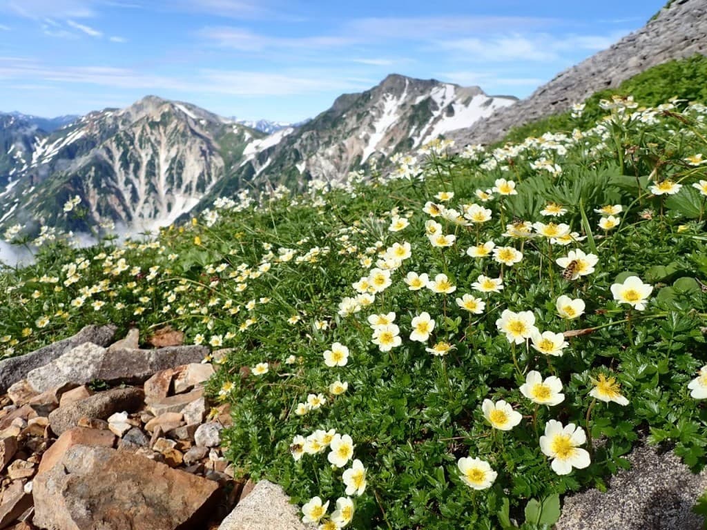 夏の白馬岳　東京登山サークル参考画像:0