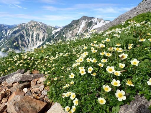 夏の白馬岳　東京登山サークル