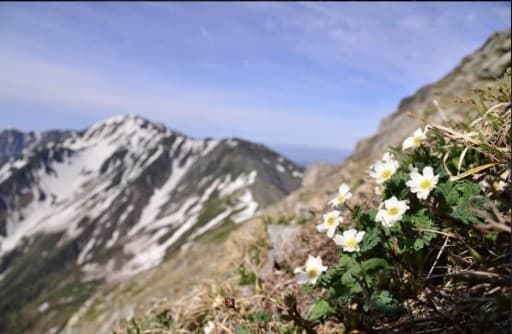 6/24(土）-6/25(日)白峰三山（農鳥小屋泊）