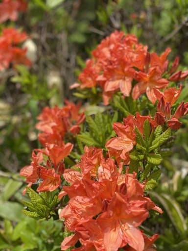 女性限定！平日登山
