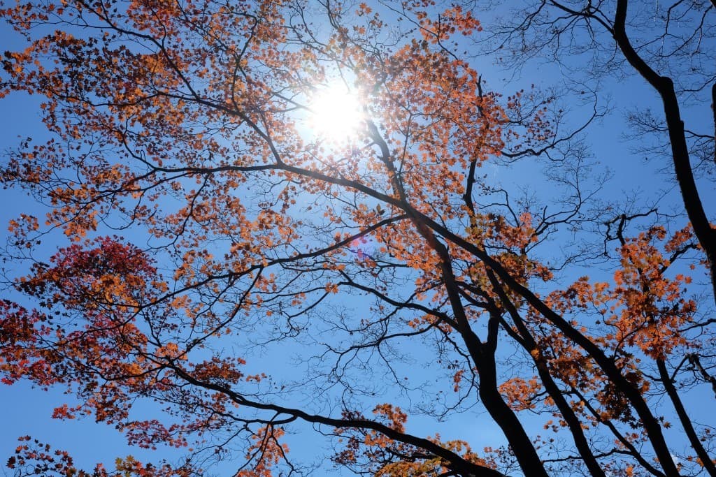 【医療従事者限定企画】秋の奥多摩 三頭山～槇寄山～数馬の湯♨参考画像:0