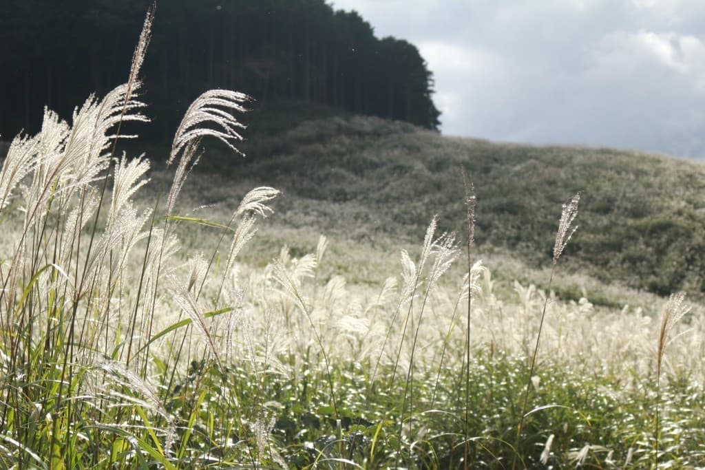 【医療従事者限定企画】秋の奥多摩 三頭山～槇寄山～数馬の湯♨参考画像:2