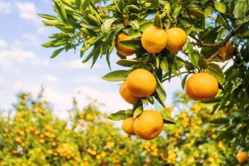 11.25風布みかん山ハイク🍊